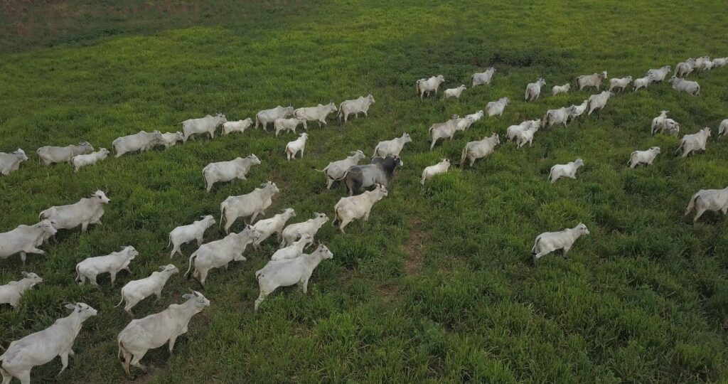 Demanda chinesa por carne certificada impulsiona práticas sustentáveis e pode fomentar a expansão dos programas de REDD+ no estado. - Foto: Divulgação