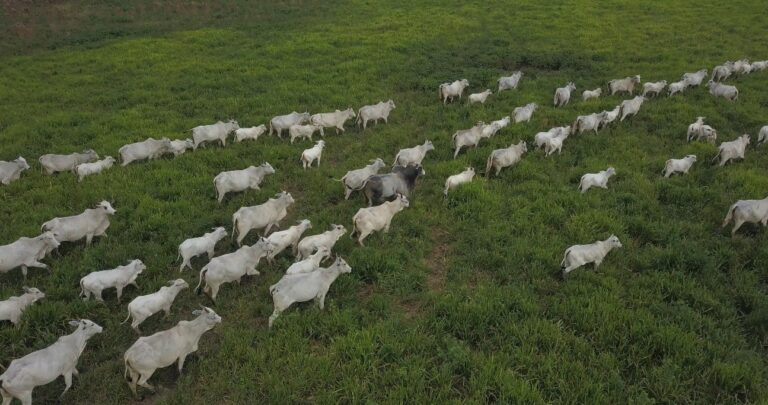 Demanda chinesa por carne certificada impulsiona práticas sustentáveis e pode fomentar a expansão dos programas de REDD+ no estado. - Foto: Divulgação